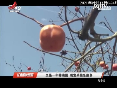 南昌：又是一年柿满园 观赏采摘乐趣多