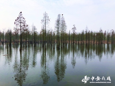 三省一市“四手联弹”共建绿色美丽长三角