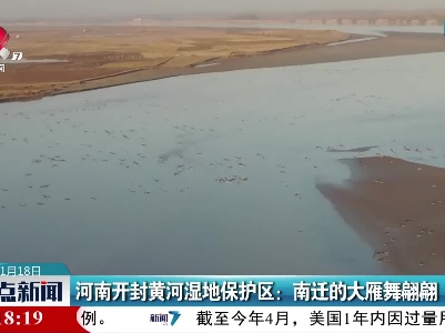 河南开封黄河湿地保护区：南迁的大雁舞翩翩