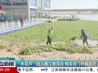“水葫芦”流入赣江南昌段 相关部门积极应对