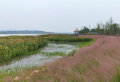 季节限定！九江粉黛乱子草已上线