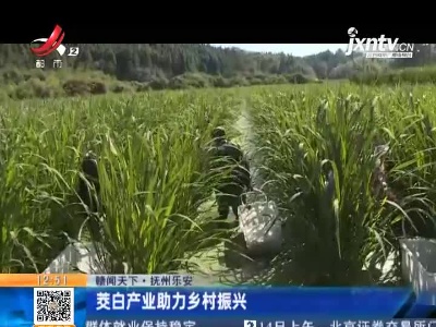 【赣闻天下】抚州乐安：茭白产业助力乡村振兴