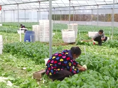 我省秋冬蔬菜市场供应总体稳定