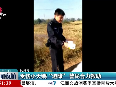 受伤小天鹅“迫降” 警民合力救助