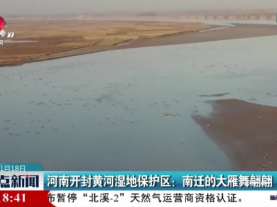 河南开封黄河湿地保护区：南迁的大雁舞翩翩