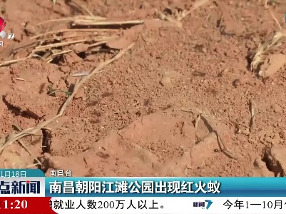 南昌朝阳江滩公园出现红火蚁