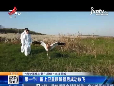 【“救护落单白鹤”后续】九江吴城：第一个！戴上卫星跟踪器后成功放飞
