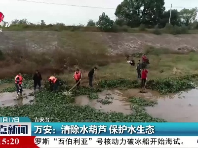 万安：清除水葫芦 保护水生态