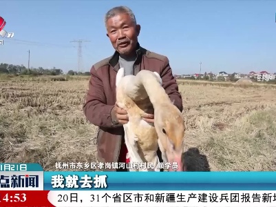 受伤小天鹅“迫降” 警民合力救助