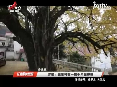浮梁：锦里村有一棵千年银杏树