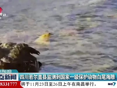 四川若尔盖县监测到国家一级保护动物白尾海雕