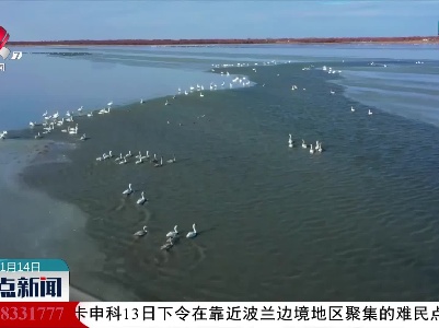 陕西榆林：多方献爱心帮助受困天鹅南迁