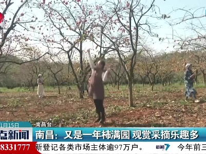 南昌：又是一年柿满园 观赏采摘乐趣多