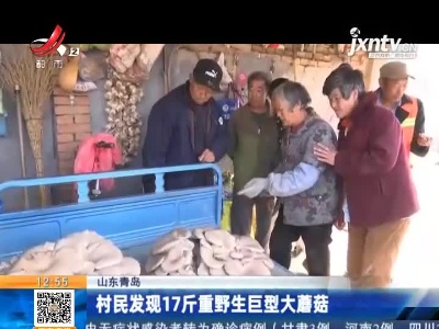 山东青岛：村民发现17斤重野生巨型大蘑菇