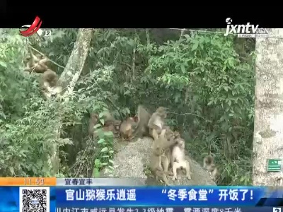 宜春宜丰：官山猕猴乐逍遥 “冬季食堂”开饭了！
