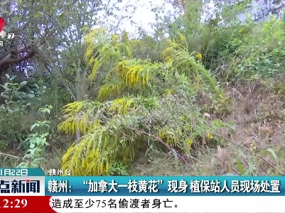 赣州：“加拿大一枝黄花”现身 植保站人员现场处置