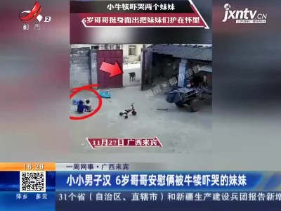 【一周网事】广东来宾：小小男子汉 6岁哥哥安慰俩被牛犊吓哭的妹妹