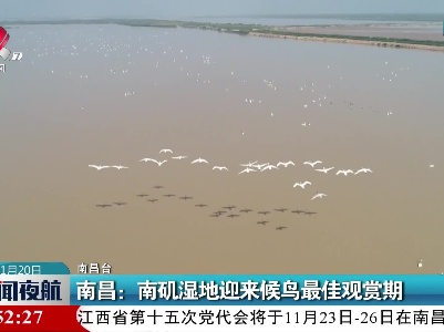 南昌：南矶湿地迎来候鸟最佳观赏期