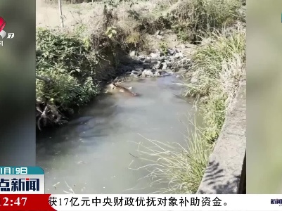 野生梅花鹿进村被狗追 村民合力护鹿归山