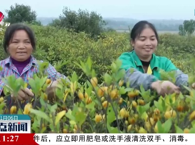 新干：万亩黄栀子迎丰收