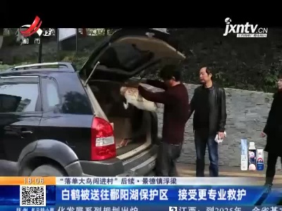 【“落单大鸟闯进村”后续】景德镇浮梁：白鹤被送往鄱阳湖保护区 接受更专业救护