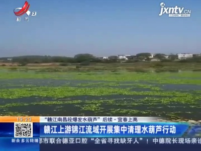 【“赣江南昌段爆发水葫芦”后续】宜春上高：赣江上游锦江流域开展集中清理水葫芦行动