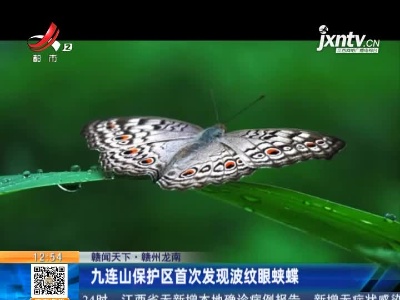 【赣闻天下】赣州龙南：九连山保护区首次发现波纹眼蛱蝶