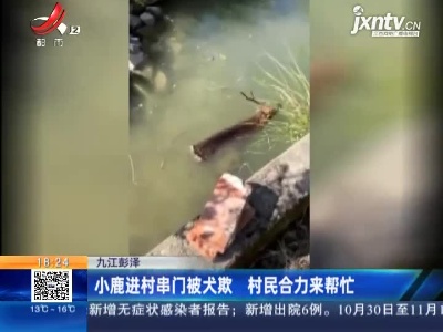 九江彭泽：小鹿进村串门被犬欺 村民合力来帮忙