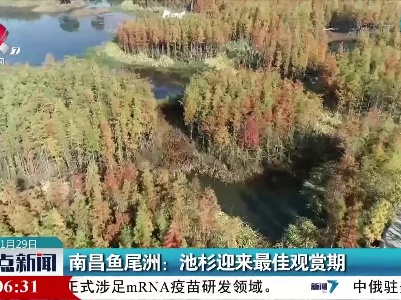 南昌鱼尾洲：池杉迎来最佳观赏期
