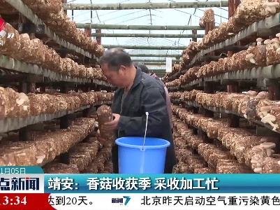 靖安：香菇收获季 采收加工忙