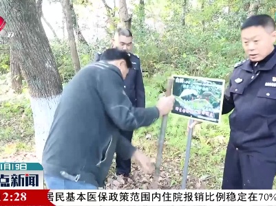 一群白鹇来到靖安县城逛公园