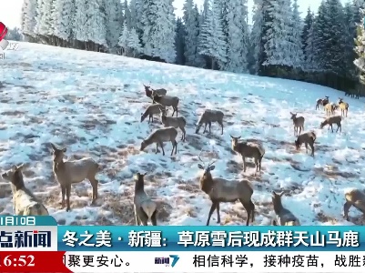 冬之美·新疆：草原雪后现成群天山马鹿