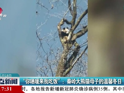 “你晒暖来我吃饭”：秦岭大熊猫母子的温馨冬日