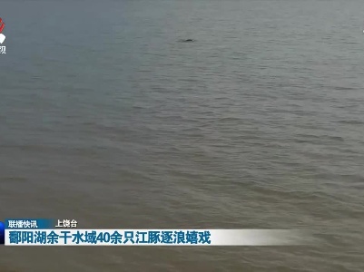 鄱阳湖余干水域40余只江豚逐浪嬉戏