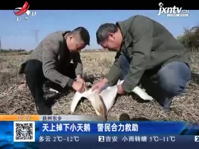 抚州东乡：天上掉下小天鹅 警民合力救助