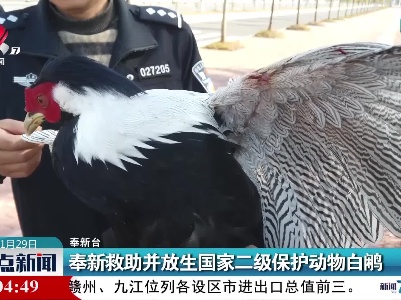 奉新救助并放生国家二级保护动物白鹇