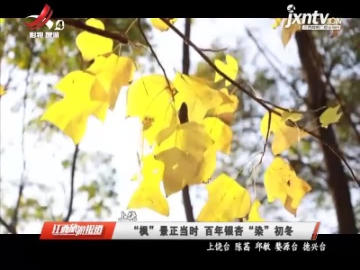 上饶：“枫”景正当时 百年银杏“染”初冬