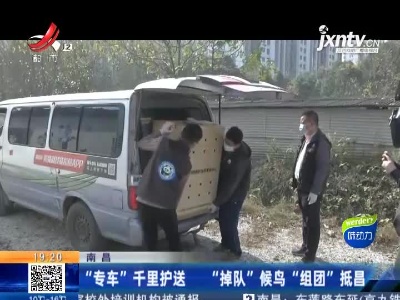 南昌：“专车”千里护送 “掉队”候鸟“组团”抵昌