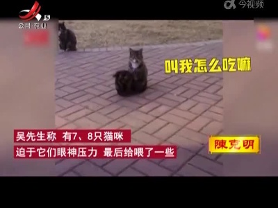 男子路边吃盒饭 被猫咪强势“围观”