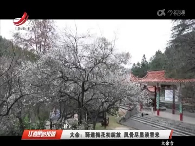 赣州大余：驿道梅花初绽放 风骨尽显淡香来