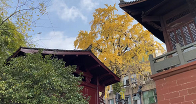 江西上饶：百年银杏树成网红打卡地