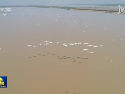 江西鄱阳湖迎来越冬候鸟迁徙高峰