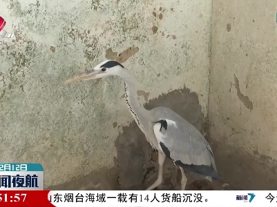 【第二届鄱阳湖国际观鸟周】“候鸟医院”：让候鸟重返大自然