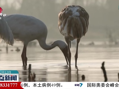 【第二届鄱阳湖国际观鸟周】“鹤鹤有鸣”在鄱湖