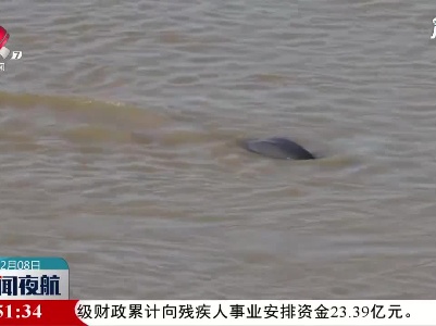 鄱阳湖现“江豚吹浪立 沙鸟得鱼闲”美景