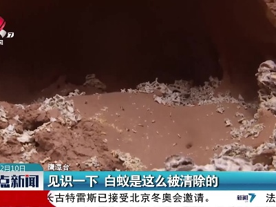 见识一下 白蚁是这么被清除的