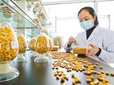 为粮食安全筑牢种业基石（图说·乡村振兴新画卷⑤）