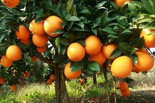 【乡村振兴·工行力量】工行赣州分行坚守兴农、助农、惠农定位，积极推进普惠金融创新，助力乡村振兴
