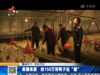 【赣闻天下】吉安万安：寒潮来袭 给150万羽鸭子送“暖”