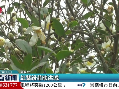 红紫纷菲映洪城